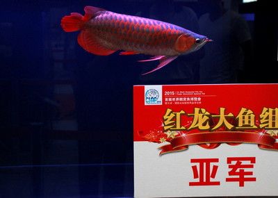 紅龍魚比賽大魚組 要多大：“紅龍魚比賽大魚組要多大”關(guān)于“紅龍魚比賽大魚組要多大”的答案 紅龍魚百科 第5張