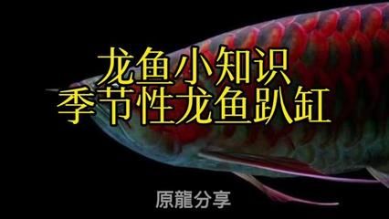 龍魚(yú)季節(jié)性趴缸是什么原因：龍魚(yú)季節(jié)性趴缸是指龍魚(yú)在特定季節(jié)出現(xiàn)的一種行為 龍魚(yú)百科 第4張