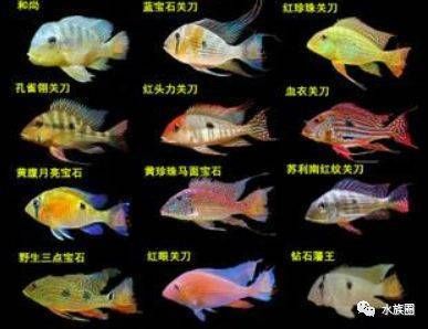 金龍魚可以喂小金魚嗎：如何正確為金龍魚和小型魚類提供食物？ 水族問答 第2張