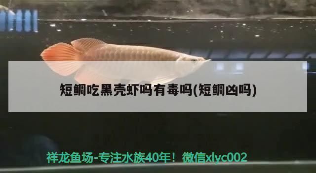 龍魚(yú)能吃黑殼蝦嗎：恐龍魚(yú)能吃黑殼蝦但需要注意的是，恐龍魚(yú)能吃黑殼蝦嗎 龍魚(yú)百科 第1張