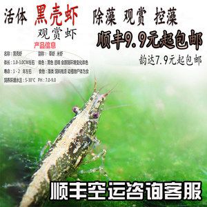 龍魚能吃黑殼蝦嗎：恐龍魚能吃黑殼蝦但需要注意的是，恐龍魚能吃黑殼蝦嗎 龍魚百科 第4張