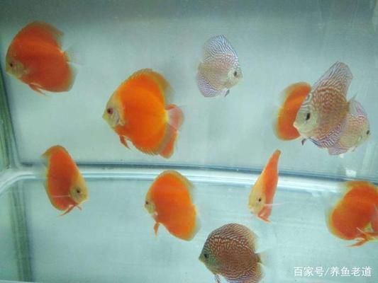 金龍魚可以長到多大才能繁殖后代：如何確保金龍魚繁殖后代的質量？ 水族問答 第2張