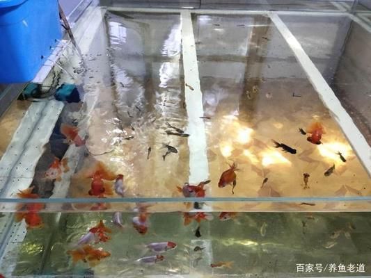 混養(yǎng)魚種社交行為觀察指南：如何觀察和研究混養(yǎng)魚群中的社交行為 龍魚百科 第3張