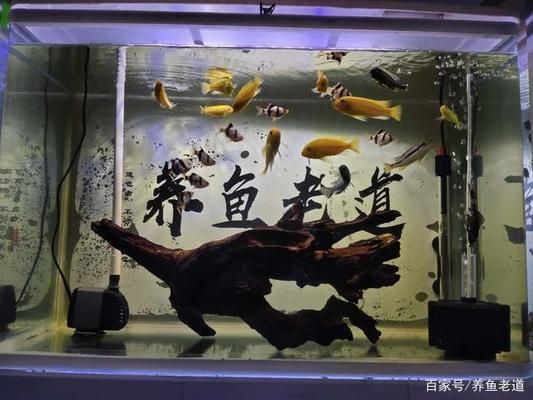 混養(yǎng)魚種社交行為觀察指南：如何觀察和研究混養(yǎng)魚群中的社交行為 龍魚百科 第5張