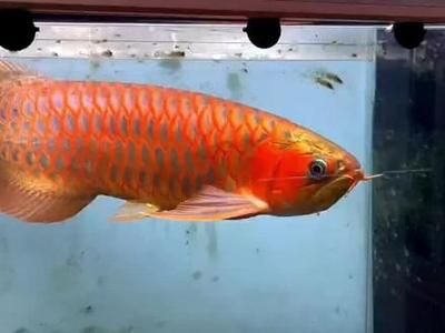 紅龍魚(yú)為什么被鰭不紅：紅龍魚(yú)的顏色變化的奧秘