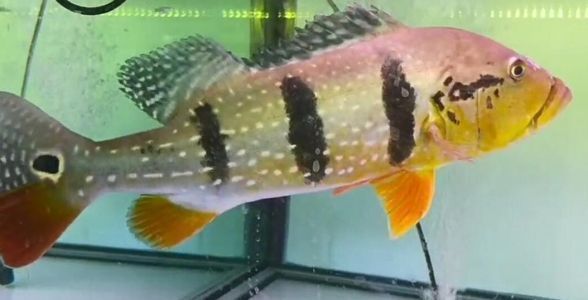 春季繁殖金三間魚的飼料選擇：春季金三間魚飼料品牌推薦 龍魚百科 第1張