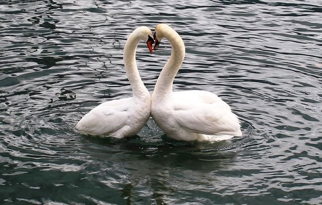 春季繁殖金三間魚的飼料選擇：春季金三間魚飼料品牌推薦 龍魚百科 第4張