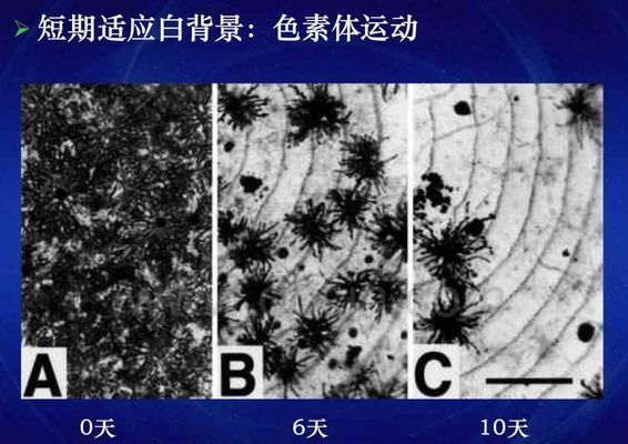 龍魚變色：龍魚變色是一個(gè)復(fù)雜的過程 龍魚百科 第4張