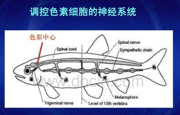 龍魚變色：龍魚變色是一個(gè)復(fù)雜的過程 龍魚百科 第3張