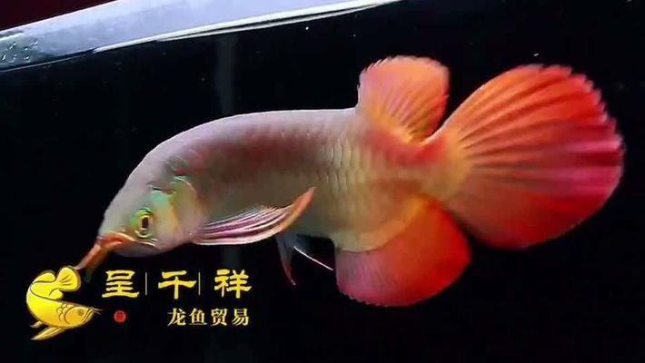 一般龍魚缸水位高度 龍魚百科 第4張