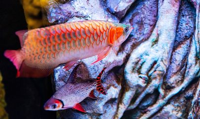 龍魚到家就開口能給它吃嗎？：龍魚到家后能否立即喂食取決于龍魚的適應(yīng)情況取決于龍魚的適應(yīng)情況 龍魚百科 第3張