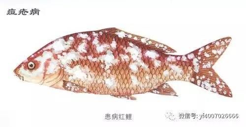 金龍魚鱗發(fā)黑怎么治療：如何預(yù)防金龍魚鱗片發(fā)黑 水族問答 第2張