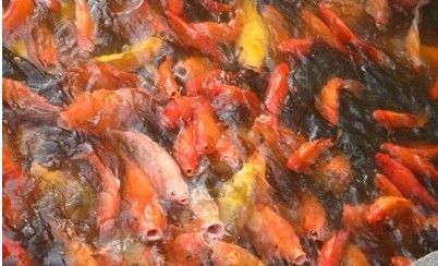 紅龍魚夏季飲食調(diào)整方案：夏季飼養(yǎng)紅龍魚需要注意水溫的控制和飲食的調(diào)整 龍魚百科 第3張