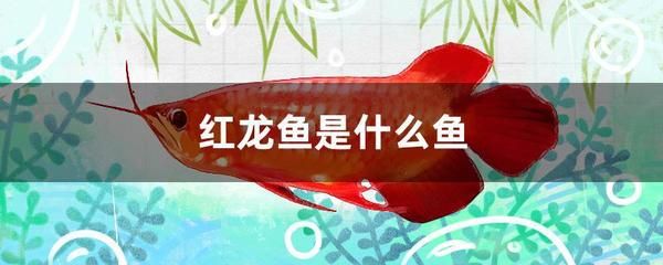 紅龍魚夏季飲食調(diào)整方案：夏季飼養(yǎng)紅龍魚需要注意水溫的控制和飲食的調(diào)整 龍魚百科 第2張