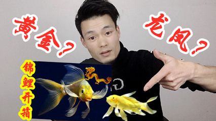 龍鳳錦鯉選購技巧：選購龍鳳錦鯉的技巧 龍魚百科 第2張