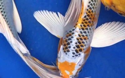 龍鳳錦鯉選購技巧：選購龍鳳錦鯉的技巧 龍魚百科 第3張