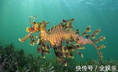 龍魚是海里還是河里的：龍魚是淡水或海水魚嗎？ 龍魚百科 第1張