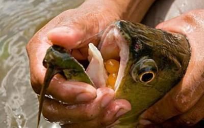 紅龍魚(yú)產(chǎn)地在哪里的好釣：紅龍魚(yú)最佳養(yǎng)殖產(chǎn)地是印度尼西亞 紅龍魚(yú)百科 第5張