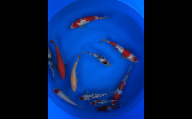 金龍魚卵怎么繁殖：如何準備金龍魚卵以便進行繁殖？ 水族問答 第2張