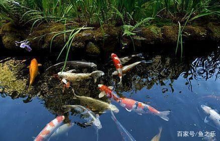 龍魚能吃錦鯉的魚糧嗎怎么喂食：探索龍魚與錦鯉共存之道 龍魚百科 第4張