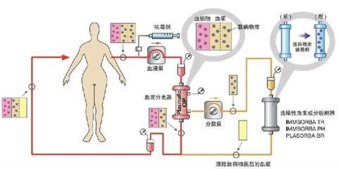 金龍魚馬來西亞多錢：用金龍魚馬來西亞的市場價格因素而異 水族問答