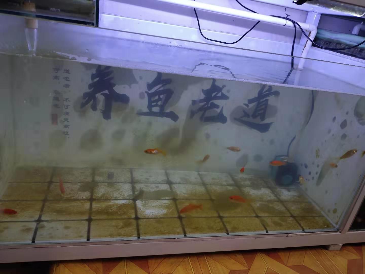 魚缸水質改善產品推薦：魚缸水質改善產品推薦：魚缸水質改善產品和方法 魚缸百科 第1張