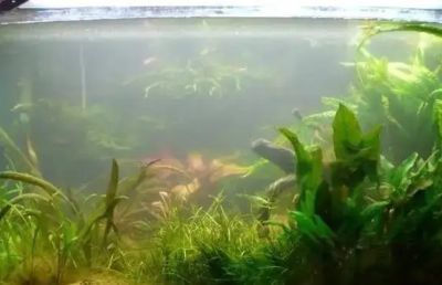 魚缸水質改善產品推薦：魚缸水質改善產品推薦：魚缸水質改善產品和方法 魚缸百科 第4張