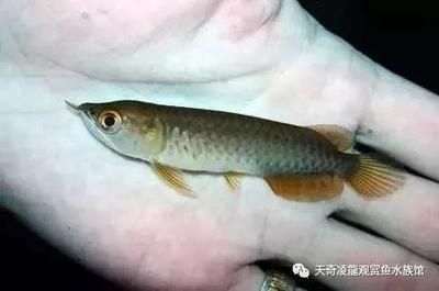 龍魚(yú)一只眼睛突起是怎么回事：龍魚(yú)眼睛突出是由多種因素引起的 龍魚(yú)百科 第4張