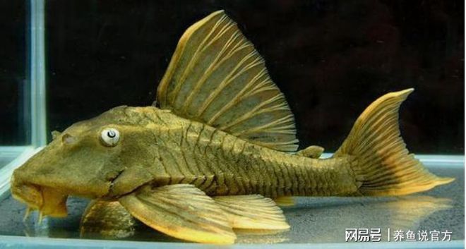 魚(yú)缸燈的使用方法：魚(yú)缸燈定時(shí)開(kāi)關(guān)設(shè)置技巧 魚(yú)缸百科 第4張