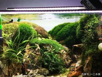 魚缸排名前十名圖片：魚缸排名前十名 魚缸百科 第1張