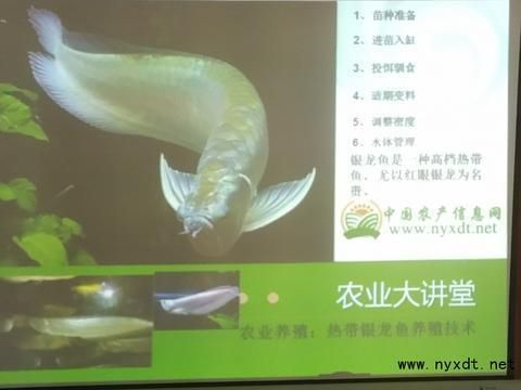 銀龍魚苗適宜pH值范圍：銀龍魚苗最佳飼養(yǎng)水溫 龍魚百科 第4張