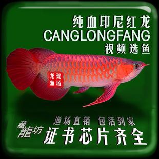 印尼辣椒紅龍魚照片：印尼辣椒紅龍魚