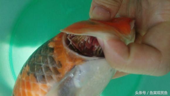 金龍魚每天喂食多少毫升水：金龍魚每天喂食多少合適？ 水族問答 第1張