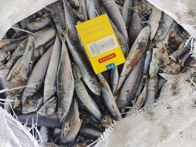 金龍魚每天喂食多少合適：關(guān)于金龍魚的喂食問(wèn)題 水族問(wèn)答 第1張