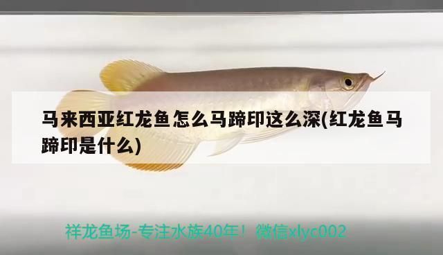 紅龍魚馬蹄?。杭t龍魚的馬蹄印特征及其形成原因 紅龍魚百科 第1張