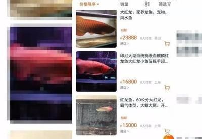 紅龍魚不愛游動怎么回事：紅龍魚不愛游動可能因環(huán)境變化、水溫不適、水質差等原因引起 紅龍魚百科 第5張