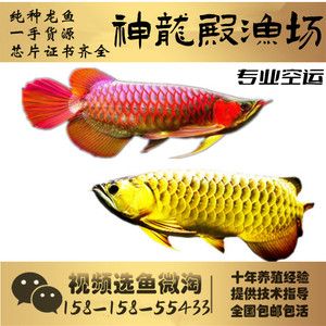 龍魚一手貨源：購買龍魚一手貨源的注意事項 龍魚百科 第4張