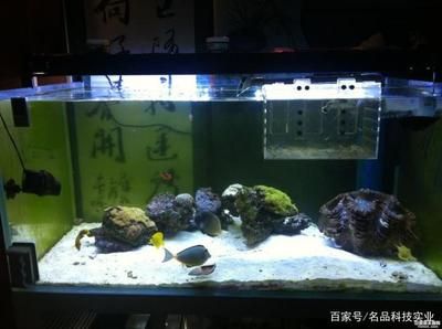 野生魚缸：野生魚缸造景技巧 魚缸百科 第2張