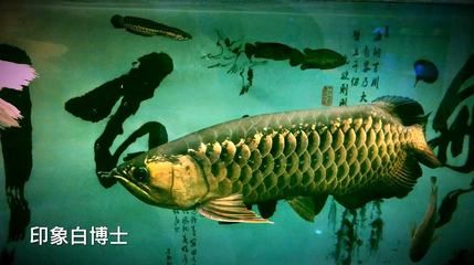 龍魚多少錢一條 白色：白色龍魚價(jià)格對(duì)比白金龍魚價(jià)格對(duì)比如何辨別白金龍魚真?zhèn)? title=