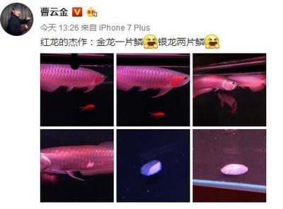 武漢紅龍魚(yú)價(jià)格行情最新 紅龍魚(yú)百科 第5張