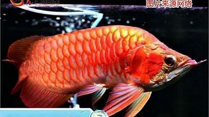 武漢紅龍魚(yú)價(jià)格行情最新 紅龍魚(yú)百科 第4張