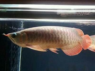 超血紅龍魚繁殖期飼料選擇：超血紅龍魚的飼料選擇 龍魚百科 第1張