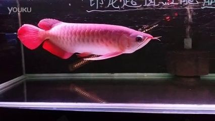 超血紅龍魚繁殖期飼料選擇：超血紅龍魚的飼料選擇 龍魚百科 第4張