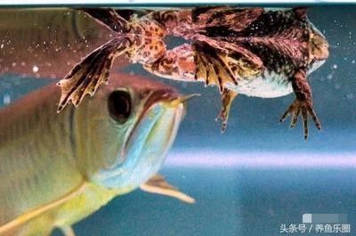 喂養(yǎng)龍魚的活食種類及殺菌消毒方法視頻：喂養(yǎng)龍魚的活食種類及殺菌消毒方法 龍魚百科 第1張