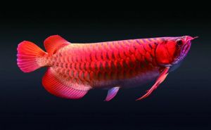 龍魚介紹圖：關(guān)于龍魚的介紹 龍魚百科 第5張