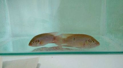 金龍魚(yú)苗在哪買的到：如何購(gòu)買金龍魚(yú)苗？ 水族問(wèn)答 第2張