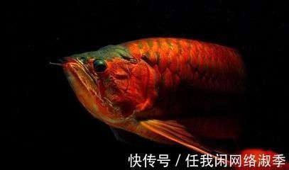 紅龍魚最低溫度多少度：紅龍魚最佳飼養(yǎng)環(huán)境，紅龍魚發(fā)色技巧分享