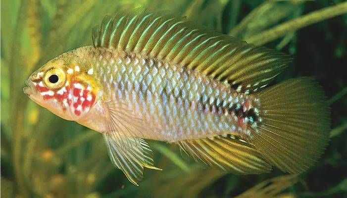 金龍魚(yú)苗怎么選：如何挑選金龍魚(yú)苗 水族問(wèn)答 第1張