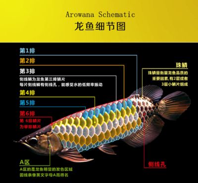 龍魚過背和高背哪個好看：龍魚過背與高背在觀賞價值方面存在顯著區(qū)別過背龍魚 龍魚百科 第5張