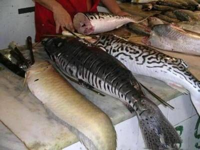 龍魚的英文怎么說(shuō)：dragonfish,龍魚飼養(yǎng)的水質(zhì)要求,如何挑選健康的龍魚 龍魚百科 第2張